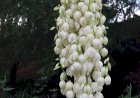 Identify the Plant